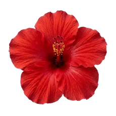Metabolaid Hibiscus