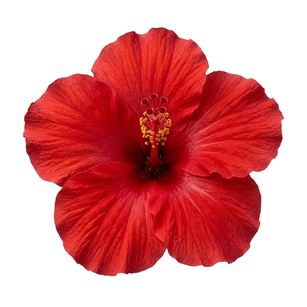 Metabolaid Hibiscus